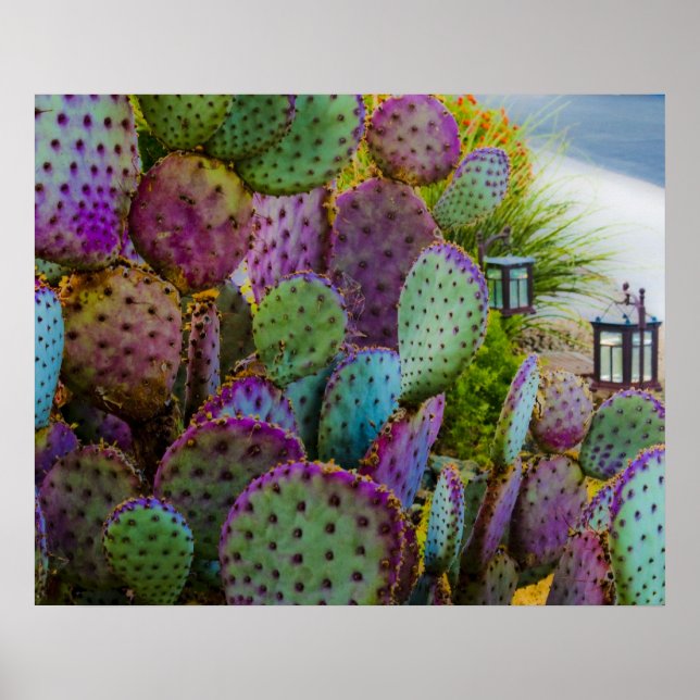 Poster Candy Cactus (Devant)