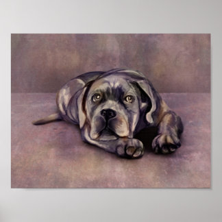Poster Cane Corso - Chiot Mastiff italien