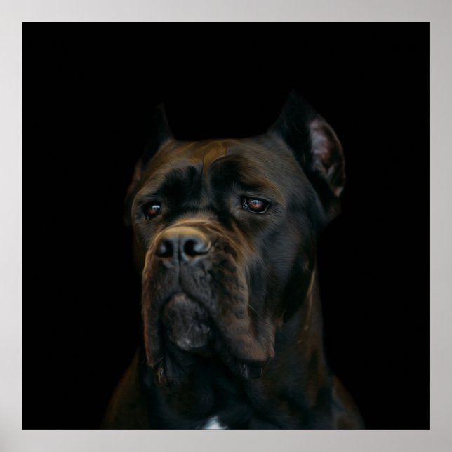 Poster Cane Corso - Mastiff italien (Devant)