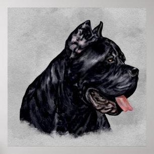 Poster Cane Corso - Portrait Mastiff italien