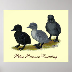 Poster Canetons Blue Runner