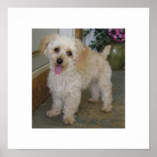 Poster caniche (Devant)