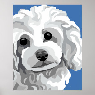 Poster Caniche blanc