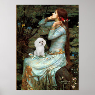 Poster Caniche (jouet blanc) - Ophélie assise