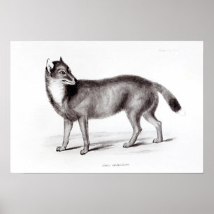 Poster Canis Antarcticus