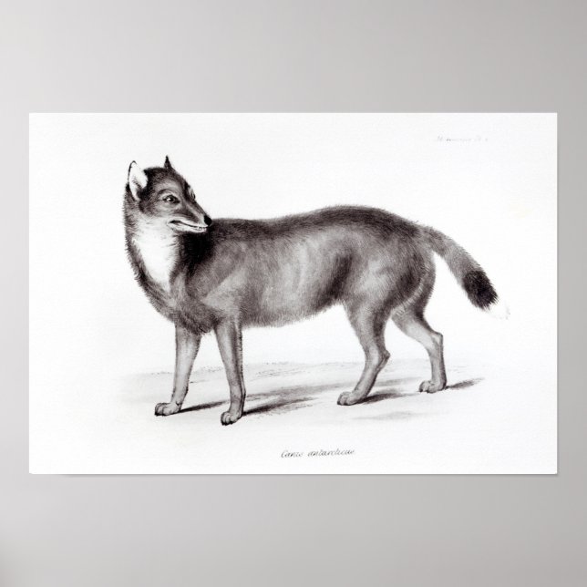 Poster Canis Antarcticus (Devant)
