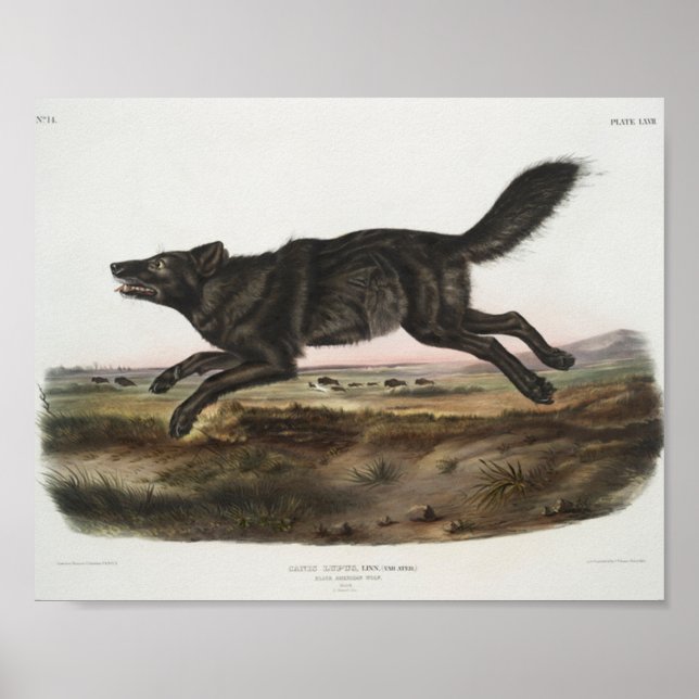 Poster Canis lupus, Loup noir américain. Homme. Antique (Devant)