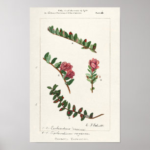 Poster Canneberge d'Amérique (Macrocarpon de vaccin)