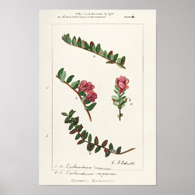 Poster Canneberge d'Amérique (Macrocarpon de vaccin) (Devant)