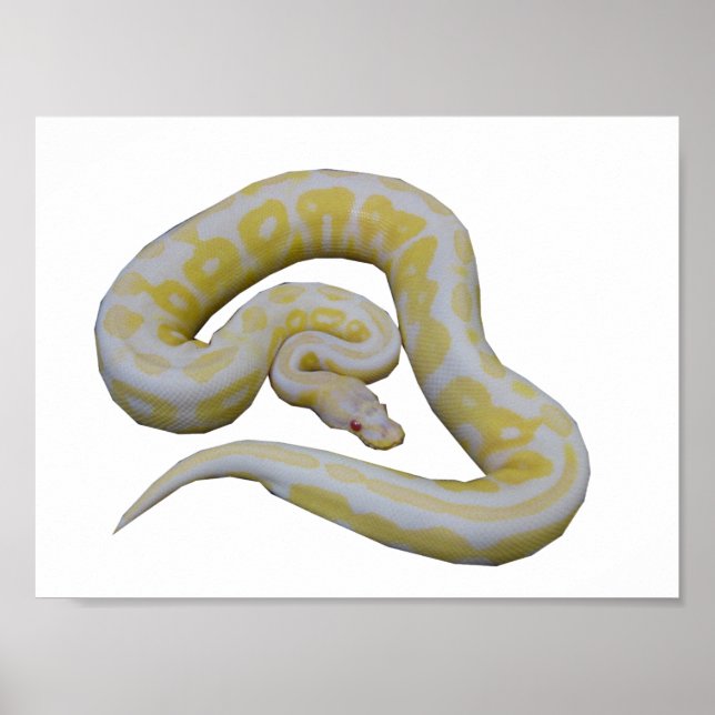 Poster Cannelle Albino (Devant)