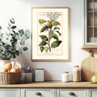 POSTER CANNELLE - ILLUSTRATION BOTANIQUE ANCIENNE
