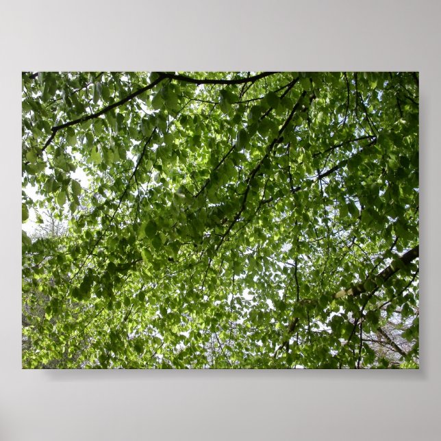 Poster Canopée (Devant)