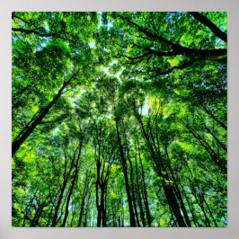 Poster Canopée des arbres
