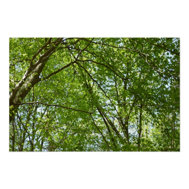 Poster Canopée du printemps Feuille Green Nature Scene (Devant)