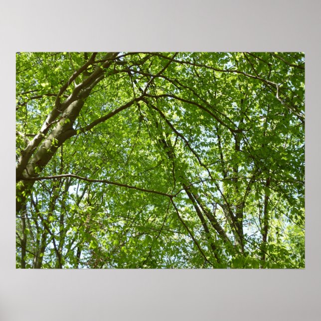 Poster Canopée du printemps Feuille Green Nature Scene (Devant)