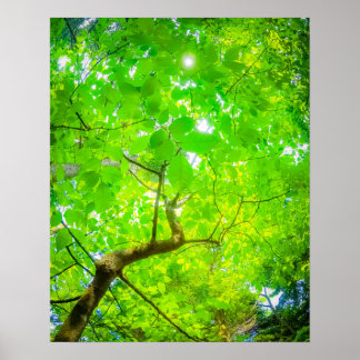 Poster Canopée Verdoyante de Karuizawa