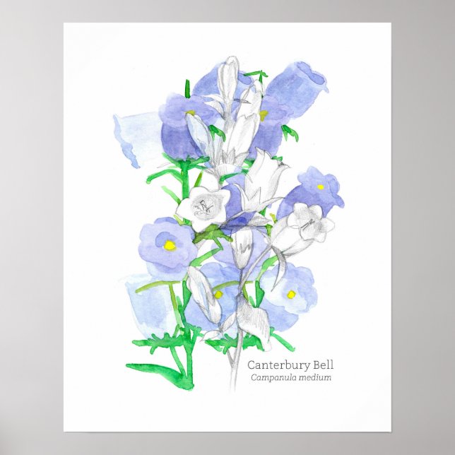 Poster Canterbury Bells Langue des fleurs Victorienne (Devant)