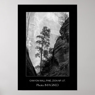 POSTER CANYON WALL PINE, ZION NP, UT.