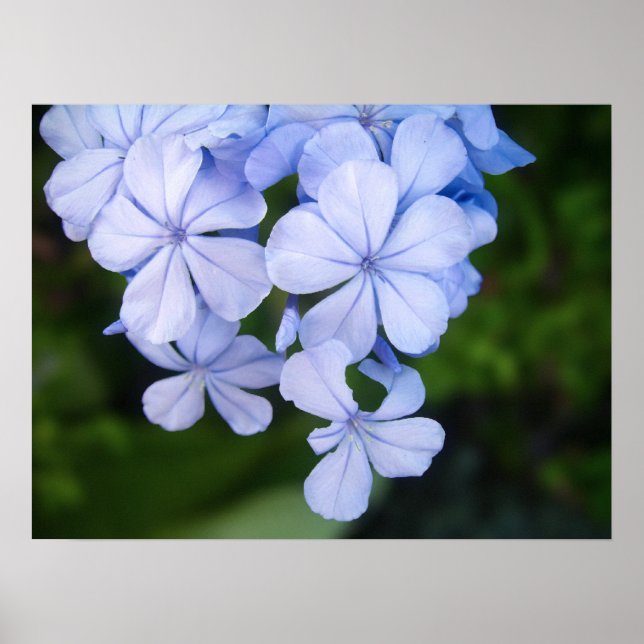 Poster Cap-plumbago (Devant)