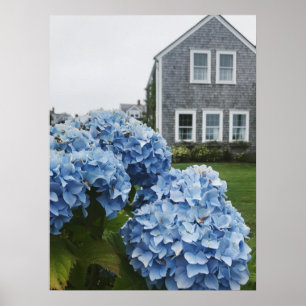 Poster Cape Cod Hydrangea Home