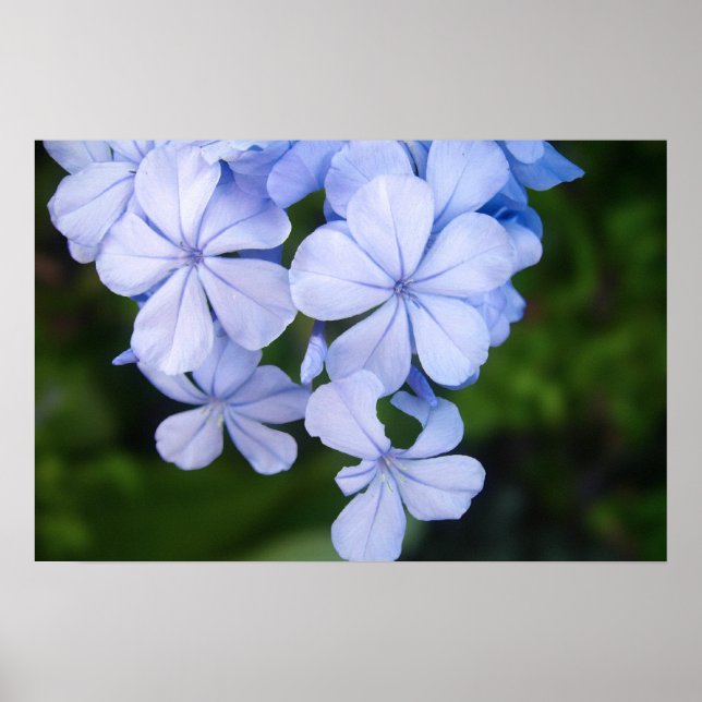 Poster Cape plumbago (Devant)