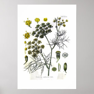 Poster Capillaceum de Foeniculum (fenouil)