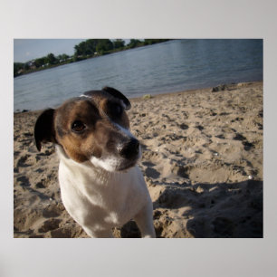 Poster Capo von Oppenheim, chien Jack Russell