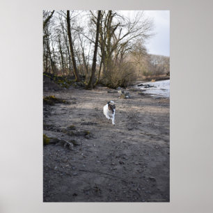 Poster Capo von Oppenheim, chien Jack Russell Terrier