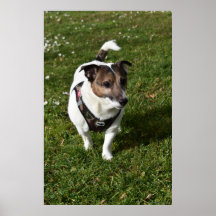 Capo von Oppenheim, chien Jack Russell Terrier
