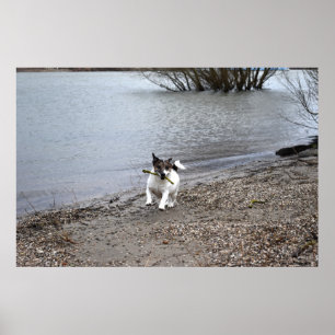 Poster Capo von Oppenheim, chien Jack Russell Terrier