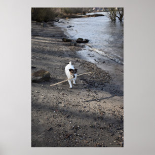 Poster Capo von Oppenheim, chien Jack Russell Terrier