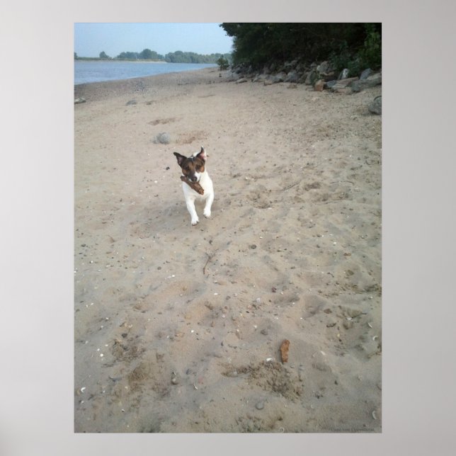 Poster Capo von Oppenheim, chien Jack Russell Terrier (Devant)