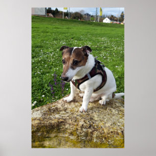 Poster Capo von Oppenheim, chien Jack Russell Terrier