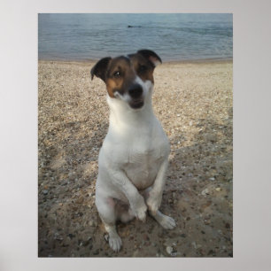 Poster Capo von Oppenheim, chien Terrier Jack Russell
