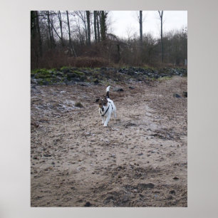Poster Capo von Oppenheim, chien Terrier Jack Russell
