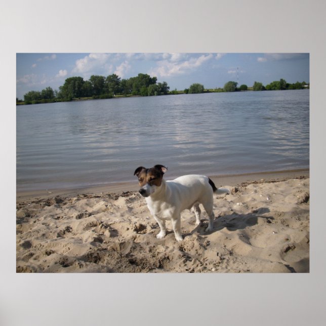Poster Capo von Oppenheim, Jack Russell Chien (Devant)