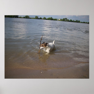 Poster Capo von Oppenheim, Jack Russell Chien