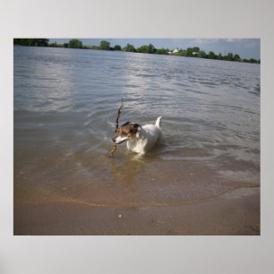 Poster Capo von Oppenheim, Jack Russell Chien