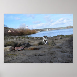 Poster Capo von Oppenheim, Jack Russell Terrier Chien