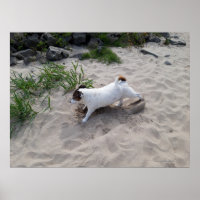 Capo von Oppenheim, Jack Russell Terrier Chien