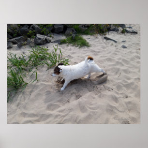 Poster Capo von Oppenheim, Jack Russell Terrier Chien