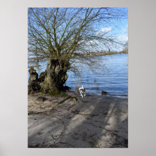 Poster Capo von Oppenheim, Jack Russell Terrier Chien