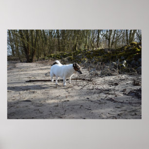 Poster Capo von Oppenheim, Jack Russell Terrier Chien