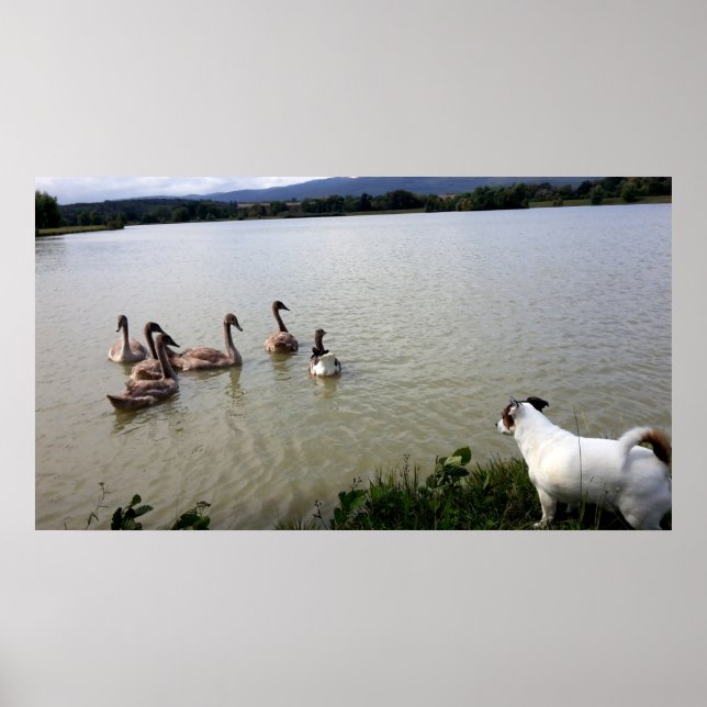 Poster Capo von Oppenheim, Jack Russell Terrier Chien (Devant)