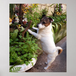 Poster Capo von Oppenheim, Jack Russell Terrier Dog Poste
