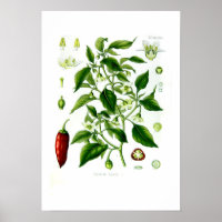 Capsicum annuum