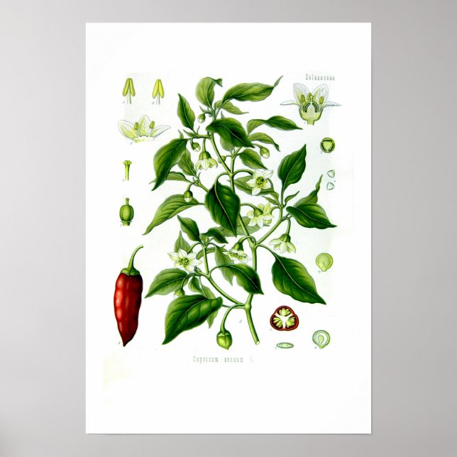 Poster Capsicum annuum (Devant)