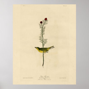 Poster Capteur de mouches de Selby - Audubon's Birds of A