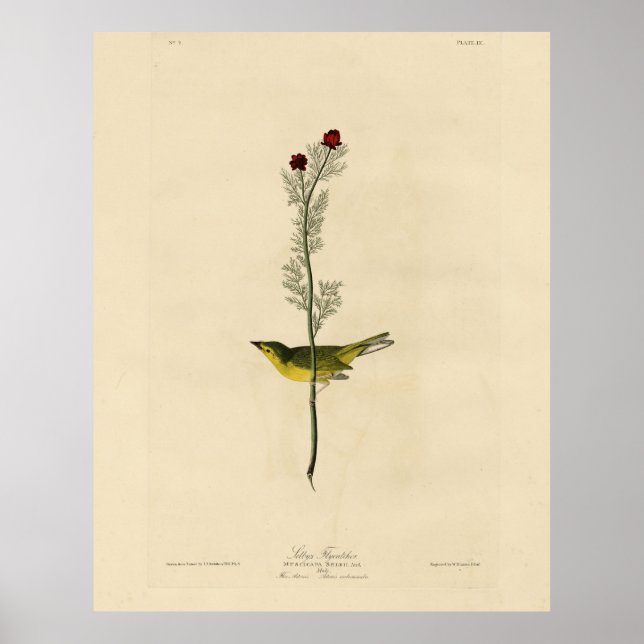 Poster Capteur de mouches de Selby - Audubon's Birds of A (Devant)