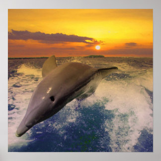 Poster Captiva Dusk